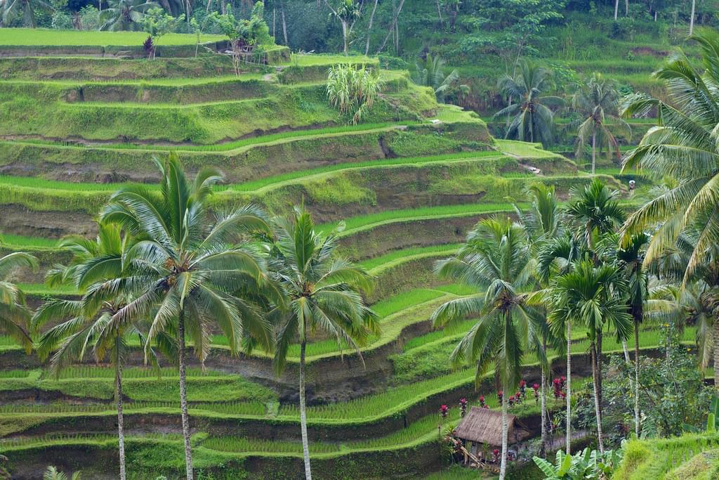 神々の土地ウブドのおすすめ観光スポット15選！インドネシア・バリ旅行で立ち寄りたい！