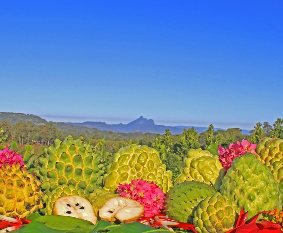日本語で参加ＯＫ！現地発着の人気ツアー・ゴールドコースト編