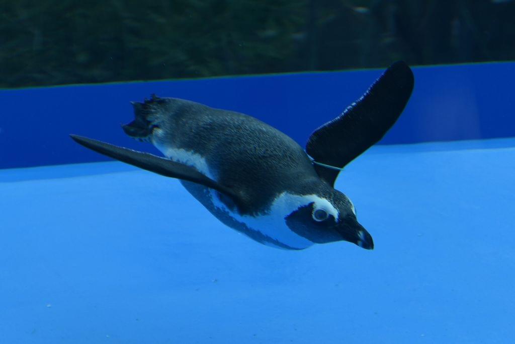 サンシャイン水族館で空飛ぶペンギンを見よう！料金・アクセス・割引情報をお届け！