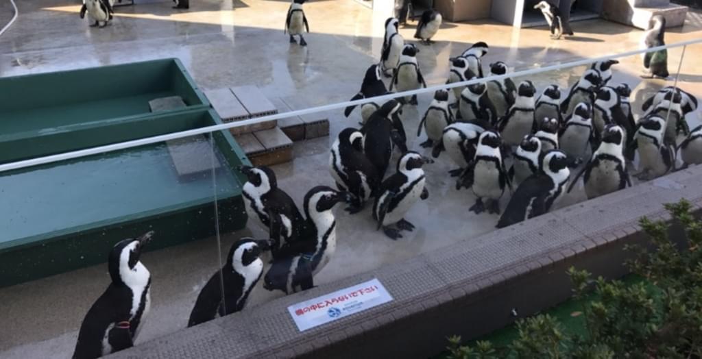 サンシャイン水族館で空飛ぶペンギンを見よう！料金・アクセス・割引情報をお届け！