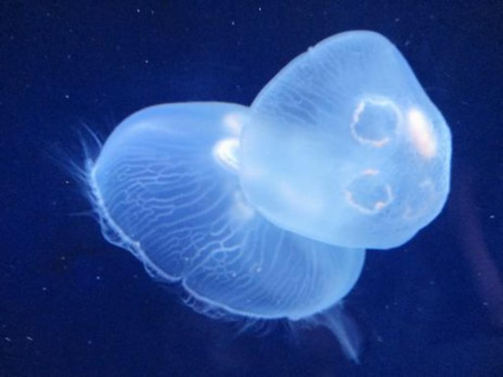 サンシャイン水族館で空飛ぶペンギンを見よう！料金・アクセス・割引情報をお届け！