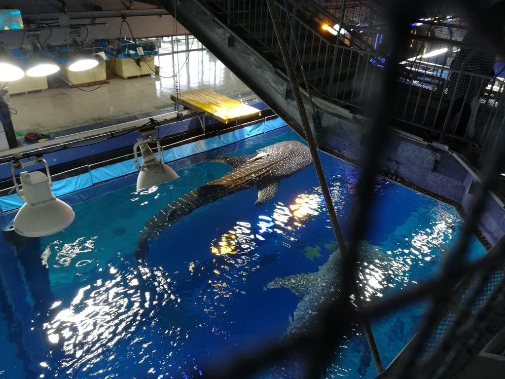 美ら海水族館の大水槽で悠々と泳ぐジンベイザメを見よう！料金・アクセス・チケットの割引情報まで