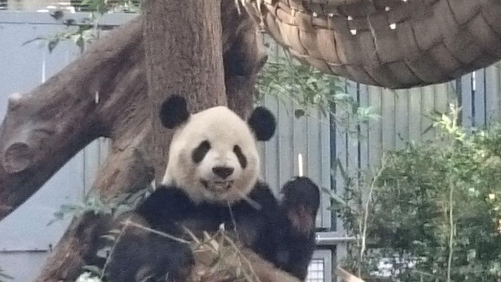 上野動物園（東京都恩賜上野動物園）はパンダだけじゃない！おすすめの見どころとアクセスからホテルまで！