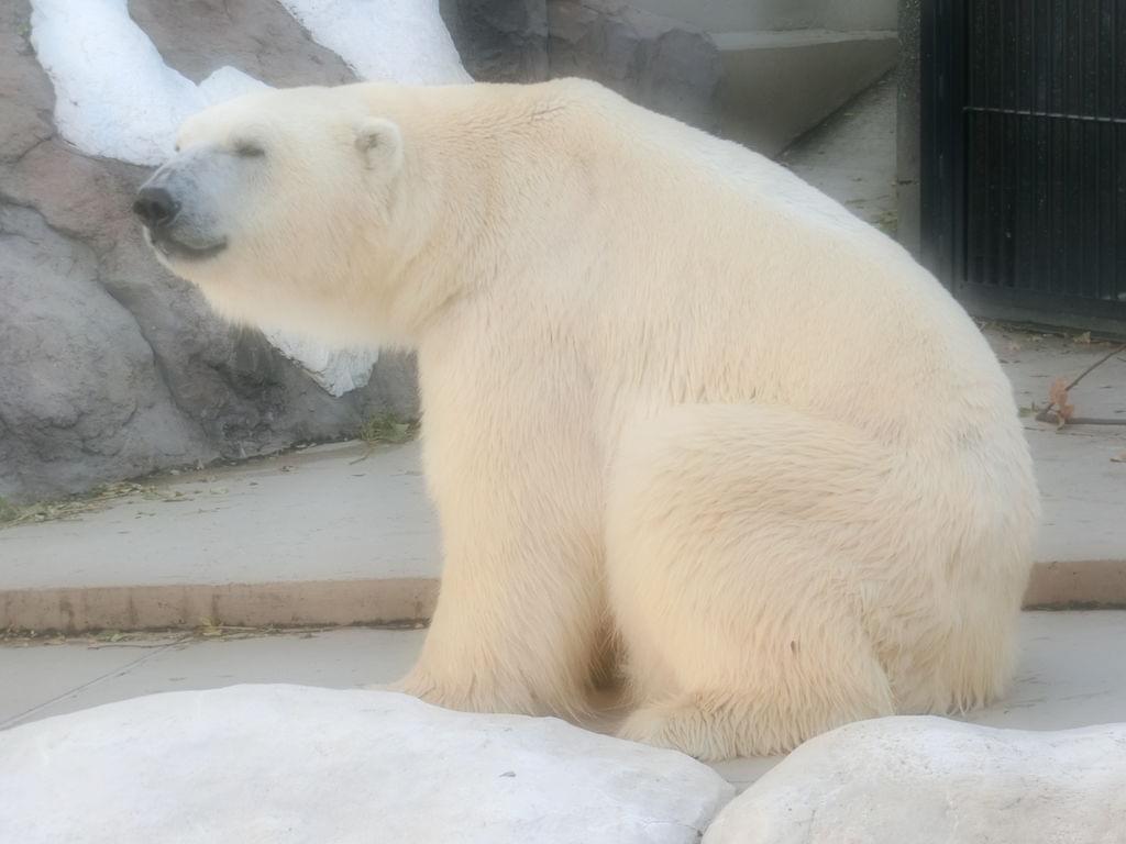 上野動物園（東京都恩賜上野動物園）はパンダだけじゃない！おすすめの見どころとアクセスからホテルまで！