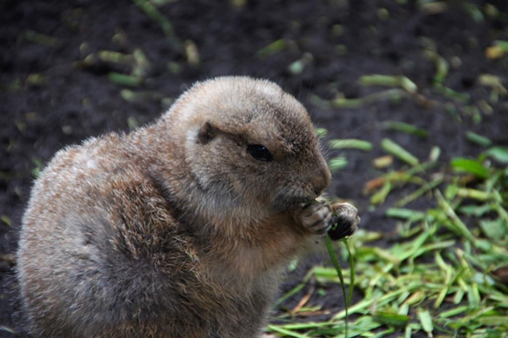 上野動物園（東京都恩賜上野動物園）はパンダだけじゃない！おすすめの見どころとアクセスからホテルまで！