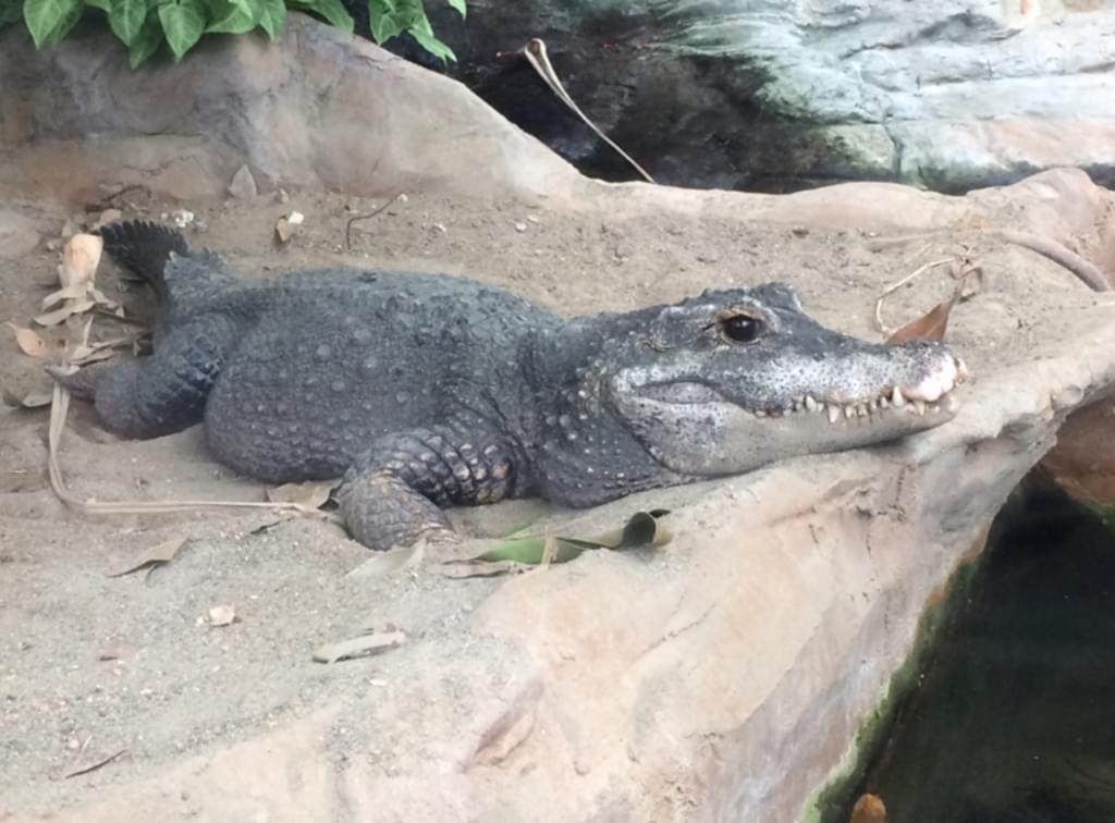 上野動物園（東京都恩賜上野動物園）はパンダだけじゃない！おすすめの見どころとアクセスからホテルまで！