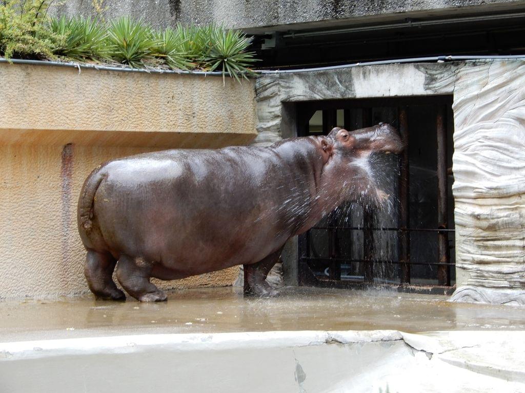 上野動物園（東京都恩賜上野動物園）はパンダだけじゃない！おすすめの見どころとアクセスからホテルまで！