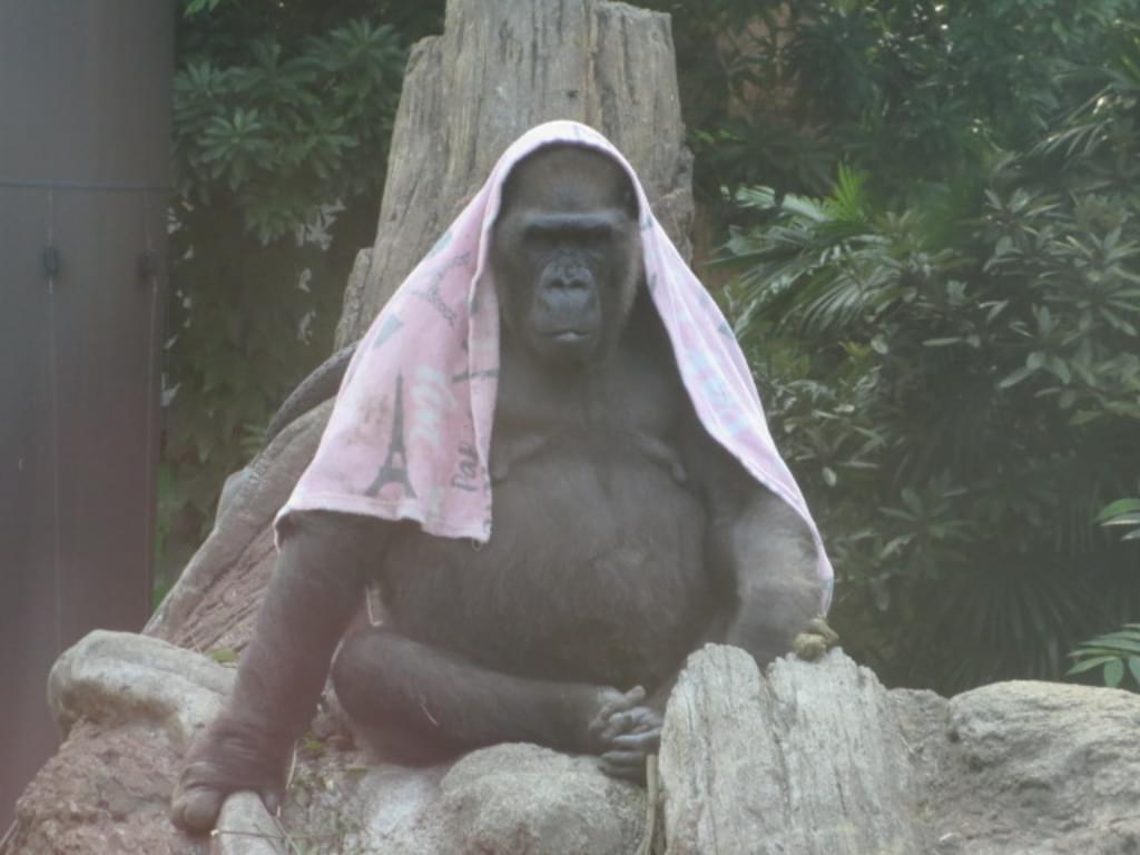 上野動物園（東京都恩賜上野動物園）はパンダだけじゃない！おすすめの見どころとアクセスからホテルまで！