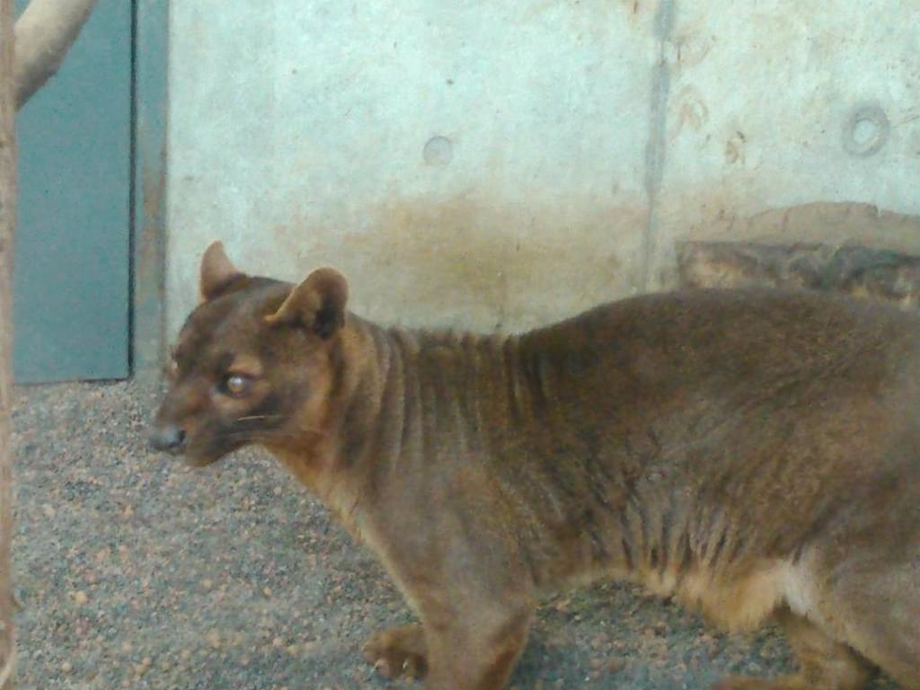 上野動物園（東京都恩賜上野動物園）はパンダだけじゃない！おすすめの見どころとアクセスからホテルまで！