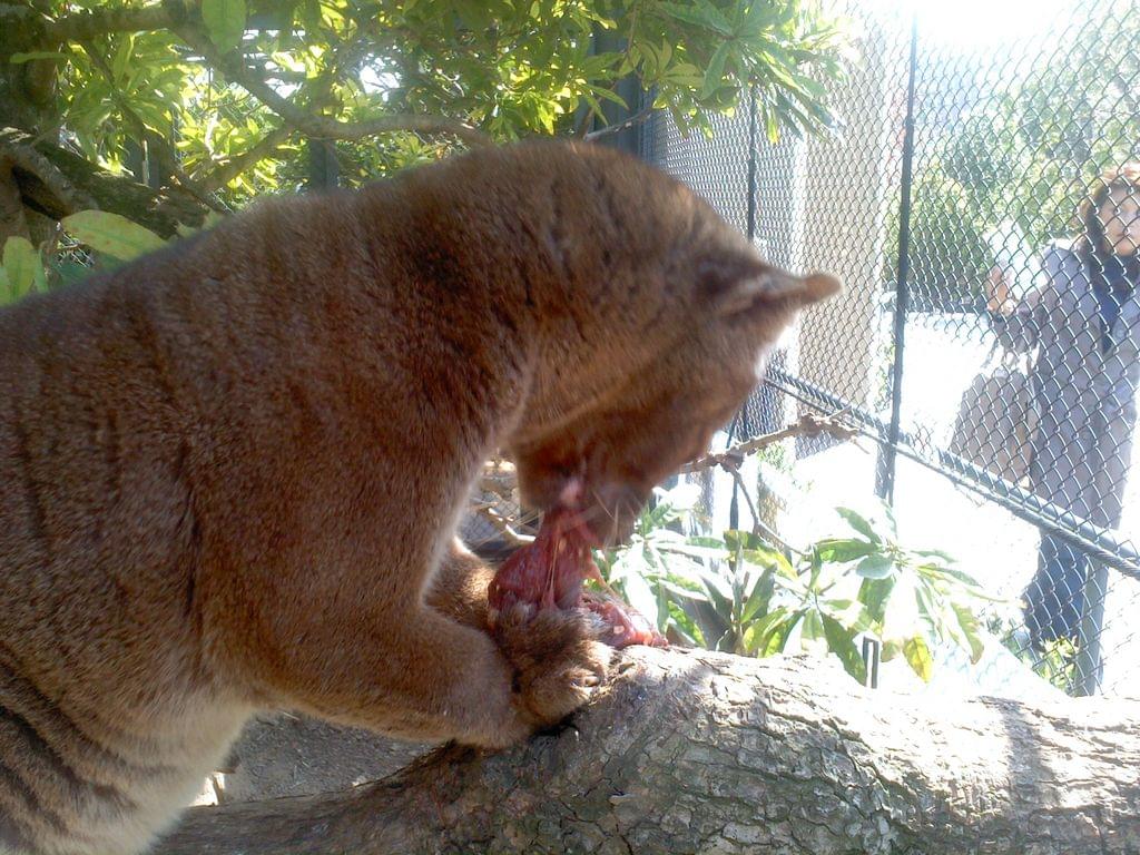 上野動物園（東京都恩賜上野動物園）はパンダだけじゃない！おすすめの見どころとアクセスからホテルまで！