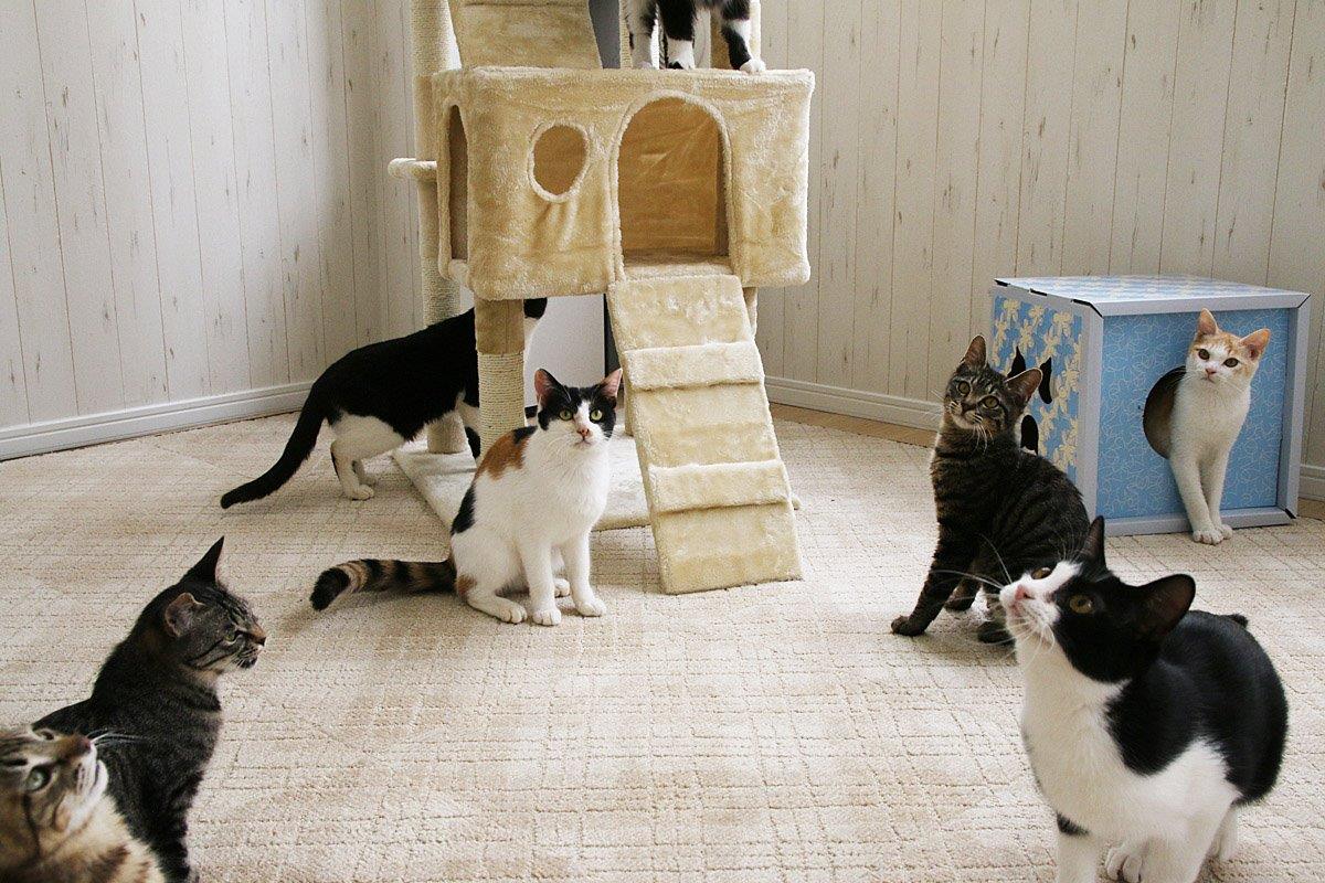 神奈川でおすすめの猫カフェ15選！Google口コミで4つ星以上の人気店を集めました