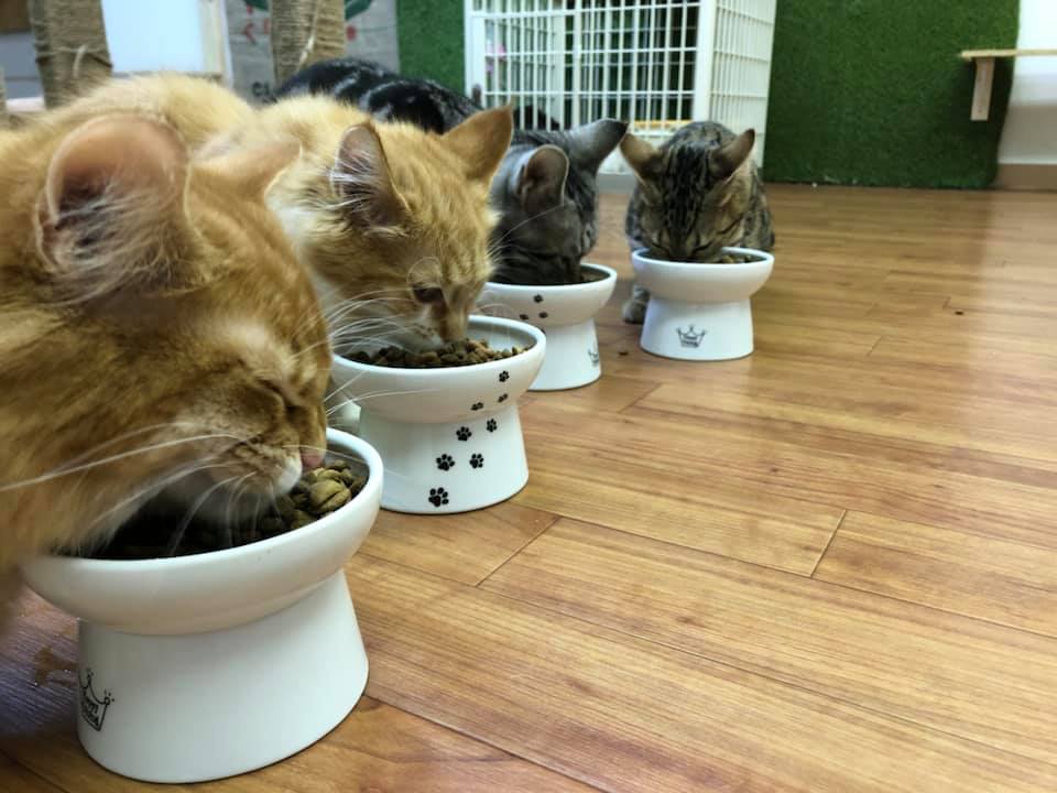 神奈川でおすすめの猫カフェ15選！Google口コミで4つ星以上の人気店を集めました