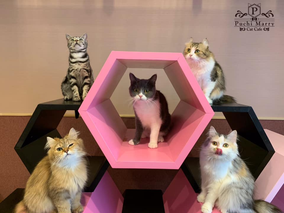神奈川でおすすめの猫カフェ15選！Google口コミで4つ星以上の人気店を集めました