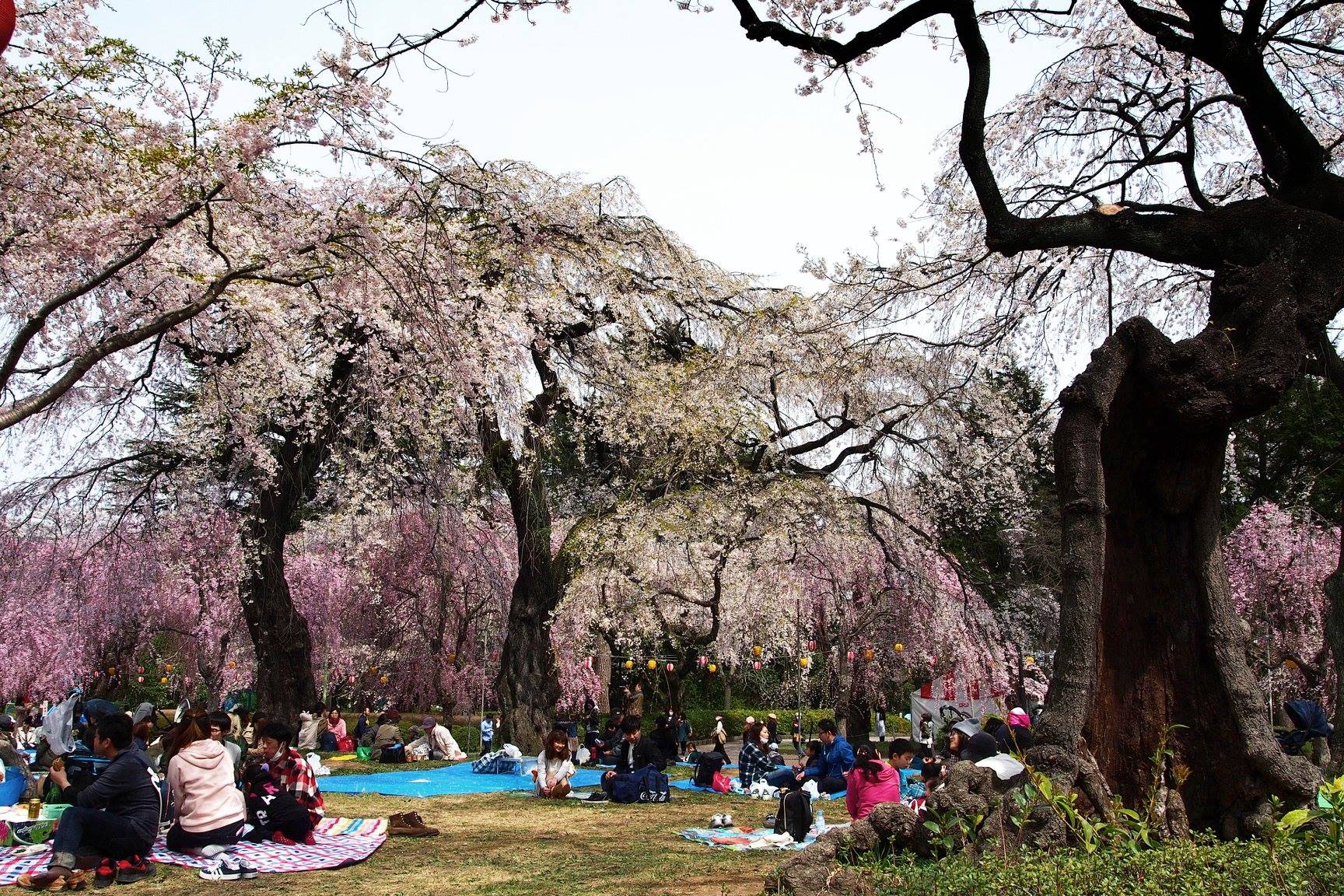 仙台で楽しめる公園TOP10！自然を感じてリフレッシュしよう
