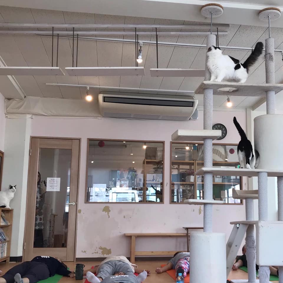 神奈川で可愛い猫に会える猫カフェ15選！撫でて愛でて癒されましょう