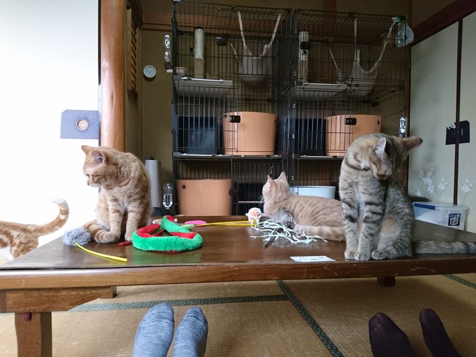 神奈川で可愛い猫に会える猫カフェ15選！撫でて愛でて癒されましょう