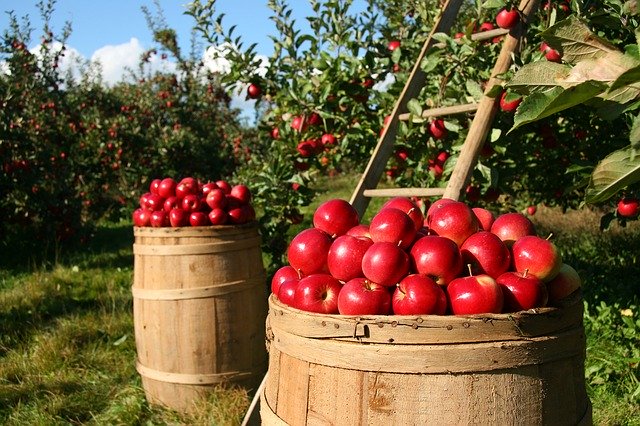 青森でおすすめの人気お土産34選！リンゴの全ての魅力が楽しめます。