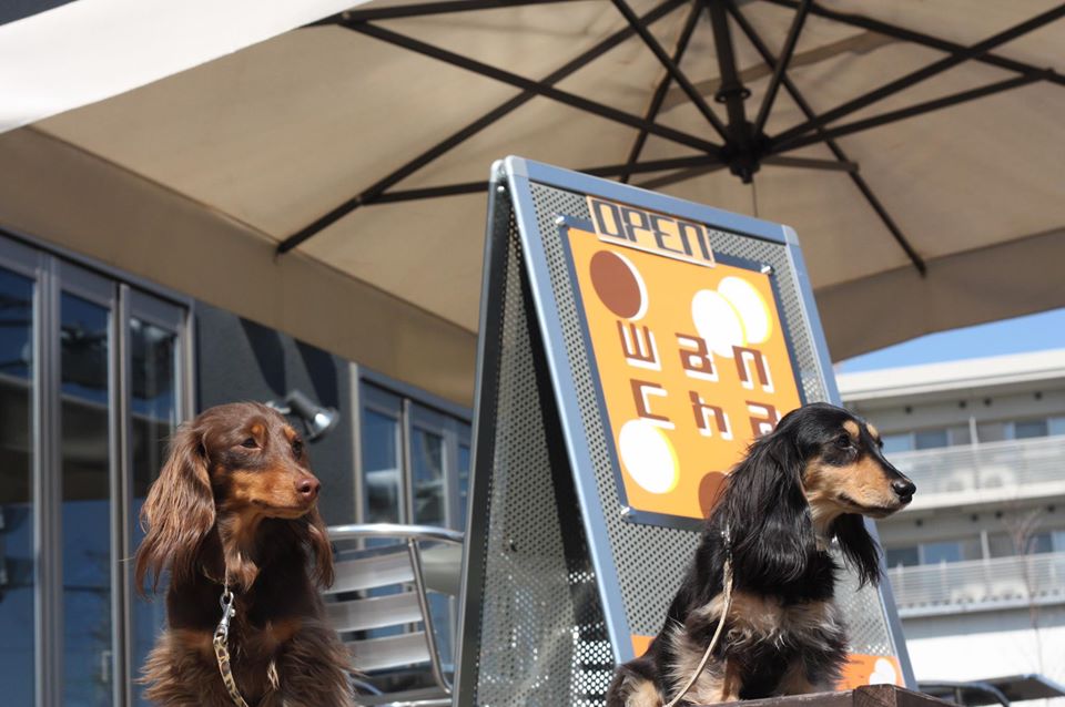 都内で可愛い犬に出会えるカフェ10選！人気の犬カフェをご紹介
