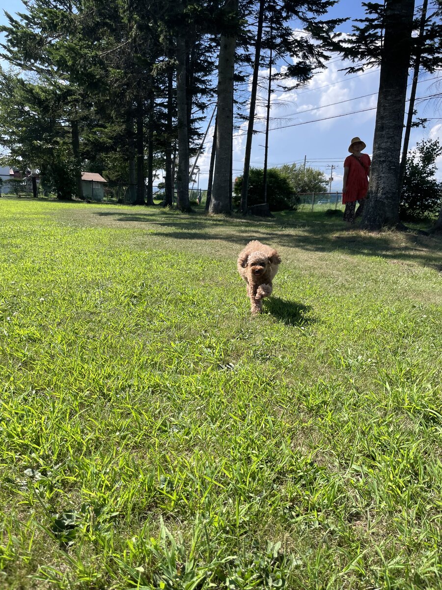北海道夕張郡由仁町でわんことおすすめアイスクリーム！！