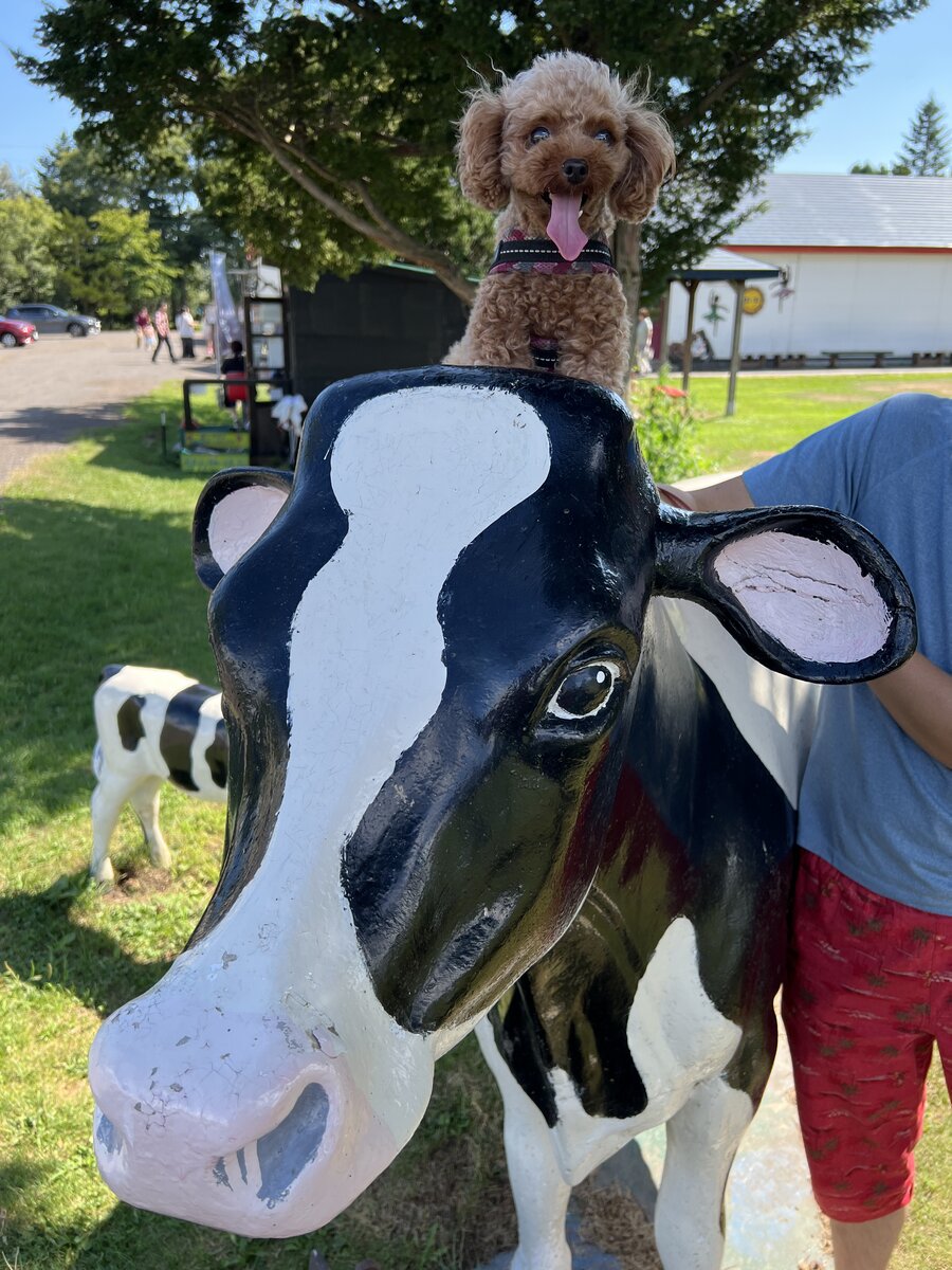 北海道夕張郡由仁町でわんことおすすめアイスクリーム！！